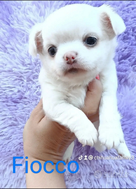 Maschietto chihuahua pelo lungo