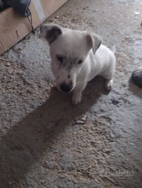 Jack russel