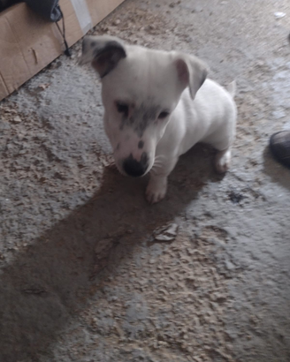 Jack russel