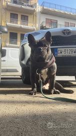 Bulldog francese Per accoppiamento