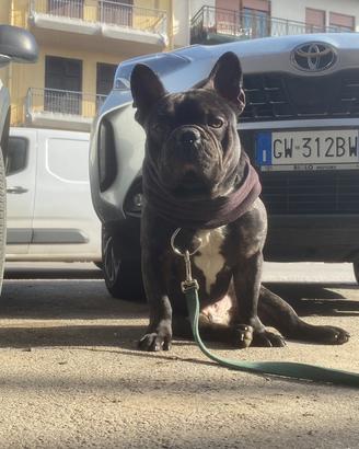 Bulldog francese Per accoppiamento