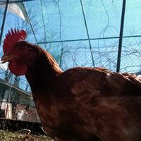 Galline nostrane ruspanti