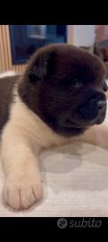 Cuccioli Akita Americano