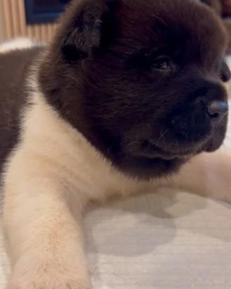 Cuccioli Akita Americano