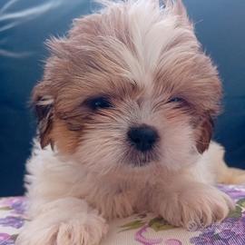 cuccioli di shitzu 
