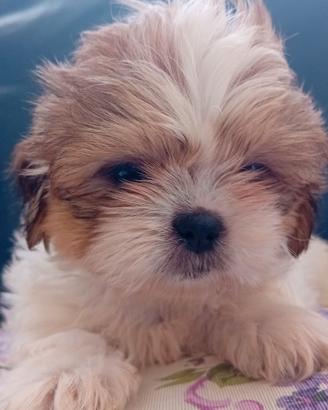 cuccioli di shitzu 