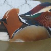 Anatre Mandarine Maschio