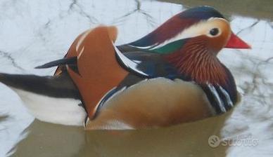 Anatre Mandarine Maschio