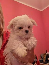 Cucciole di canealtese