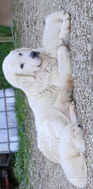 Pastore maremmano abruzzese