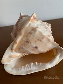 Grande Conchiglia naturale