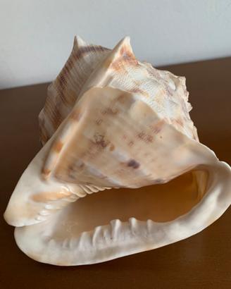 Grande Conchiglia naturale