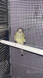 Parrocchetto dal groppone rosso