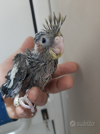 Pullo da allevare a mano