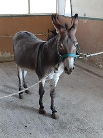 Belliasimo Asino