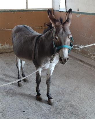 Belliasimo Asino