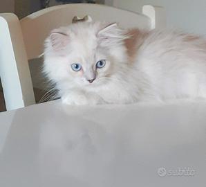 Brithish cucciolo occhi azzurri