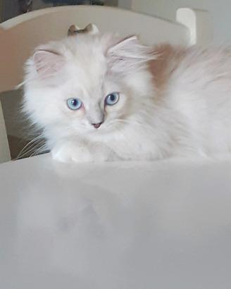 Brithish cucciolo occhi azzurri