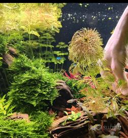 Limnophila  sessiliflora 