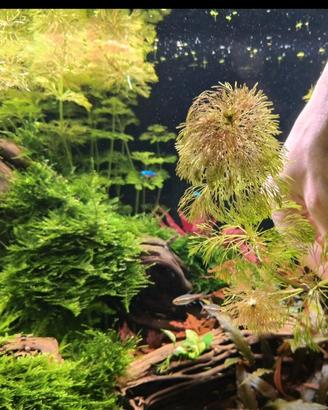 Limnophila  sessiliflora 