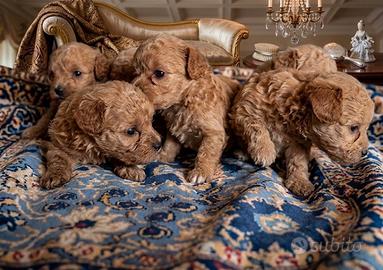 Cucciolo Maltipoo