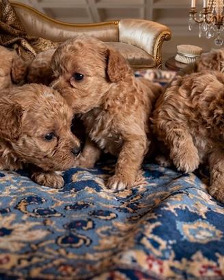 Cucciolo Maltipoo