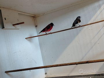 Cardinalini del Venezuela