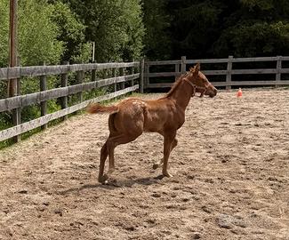 Puledro Appaloosa