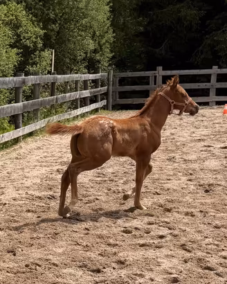 Puledro Appaloosa