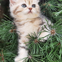 British shorthair Golden