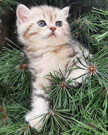 British shorthair Golden