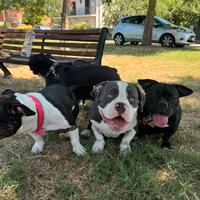 American bully