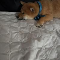 Cucciolo di shiba inu dolcissimo