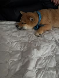 Cucciolo di shiba inu dolcissimo