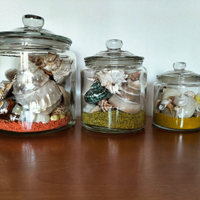 Collezione di conchiglie