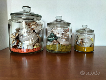 Collezione di conchiglie