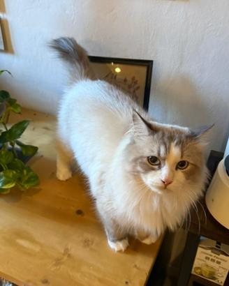 Gatto Siberiano con pedigree