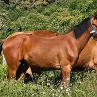 Cavallo sella italiano