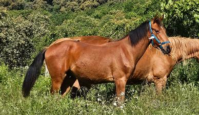 Cavallo sella italiano