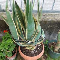 agave  liguri.. banani musa