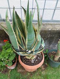 agave  liguri.. banani musa