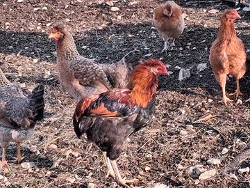Gallo araucana