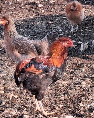 Gallo araucana
