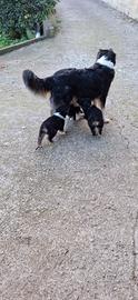 Cuccioli Pastore Australiano