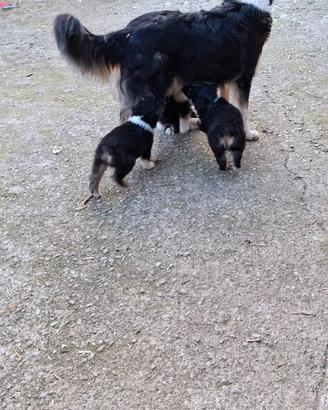 Cuccioli Pastore Australiano