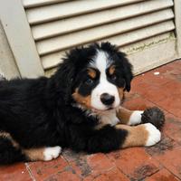 Bovaro del bernese pedigree Enci