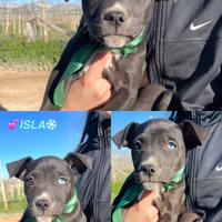 Cane cucciolo bravo amore con vaccino dolce