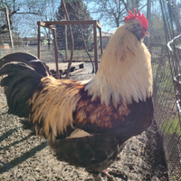 Gallo faverolles
