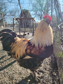 Gallo faverolles