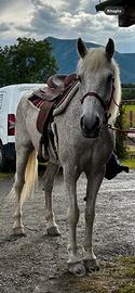 Cavallo da compagnia